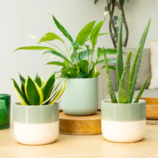 Healthy Home | Plant Bundle | 
