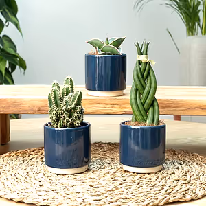Easy Baby  | Plant Bundle - Indoor Plant