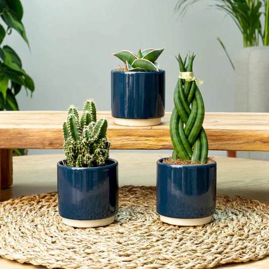 Easy Baby  | Plant Bundle | Indoor Cactus Plants