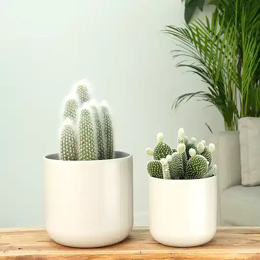 Prickly Pair  | Plant Bundle | Potted Houseplants