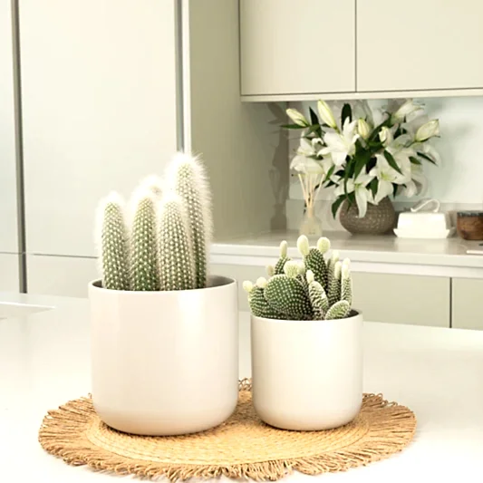 Prickly Pair  | Plant Bundle | Indoor Cactus Plants