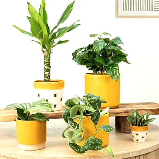 Big Bee  | Plant Bundle | Calatheas & Ctenanthe Plants