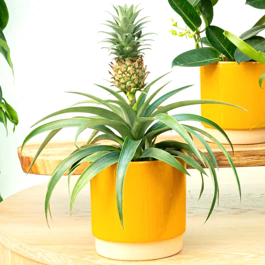 Pineapple Plant | Amigo | Perfect Plants for Under £30