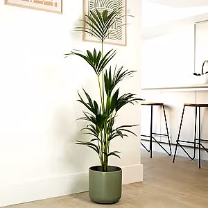 Kentia Palm - Indoor Plant