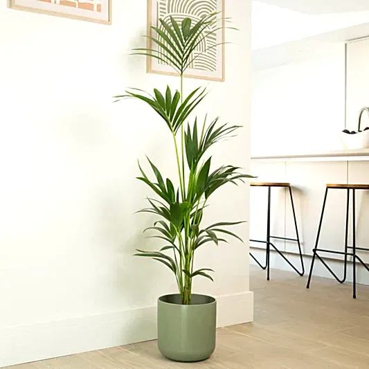 Kentia Palm | Trees & Bonsai