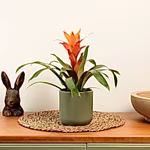 Flowering Guzmania | Jazz Orange - Indoor Plant