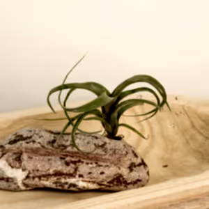 Air Plant | Curly Slim - Indoor Plant