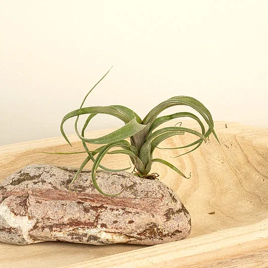 Air Plant | Curly Slim | Small Plants & Tot Pots