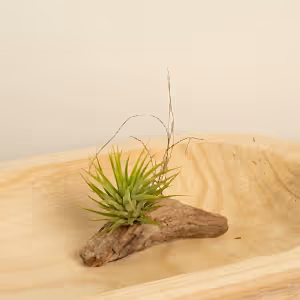 Air Plant | Green - Indoor Plant