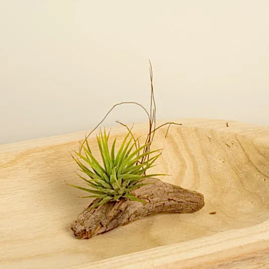 Air Plant | Green | Small Plants & Tot Pots
