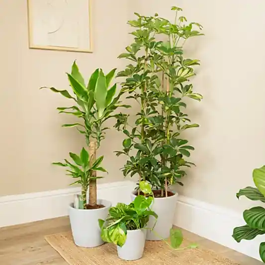 Sunshine  | Plant Bundle | Trees & Bonsai