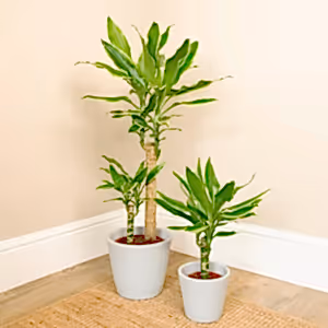Palm | Gold Coast - Indoor Plant