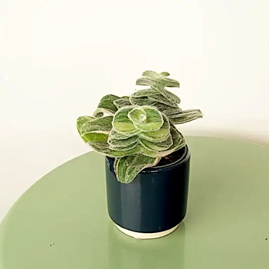 Wandering Dude | Fuzzy Sillamontana | Potted Houseplants