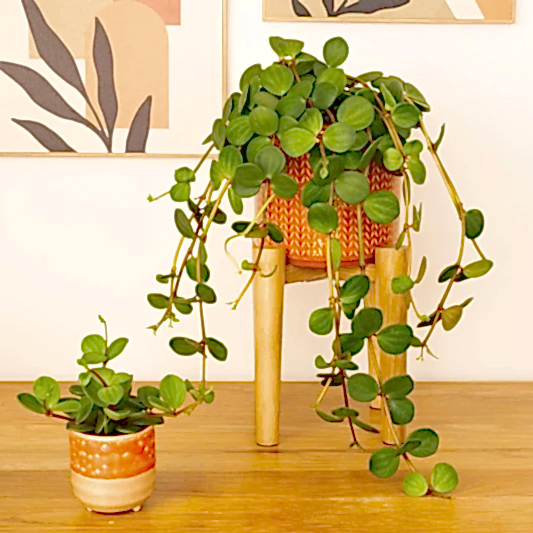 Radiator Plant | Hope | Indoor Hanging Plants