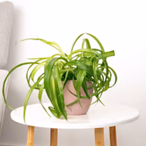 Curly Spider Plant | Green Bonnie - Indoor Plant