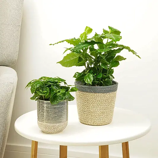 Coffee Plant | Arabica | Shade Loving Plants
