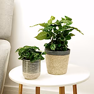 Coffee Plant | Arabica - Indoor Plant