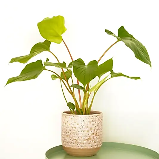Queen Of Hearts | Maggy | Perfect Plants for Under £30
