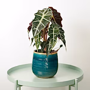 Elephant Ear | Polly - Indoor Plant