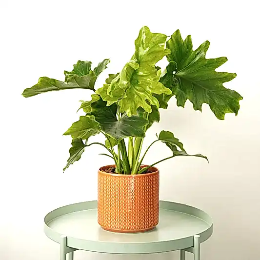 Philo | Shangri-La | Large & Tall Plants