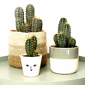 Blue Torch Cactus - Indoor Plant