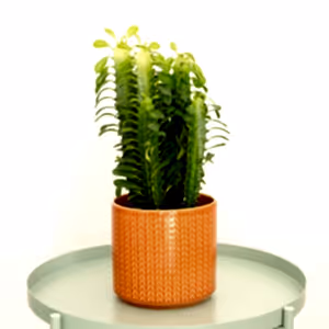 African Milk Tree | Green - Indoor Plant