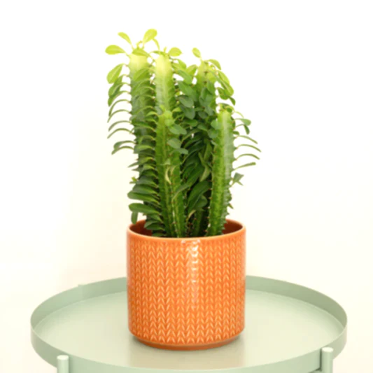 African Milk Tree | Green | Indoor Cactus Plants