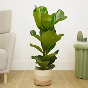 Fiddle Leaf Fig - Indoor Plant