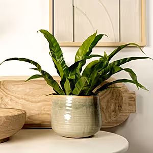 Birds Nest Fern | Antiquum - Indoor Plant