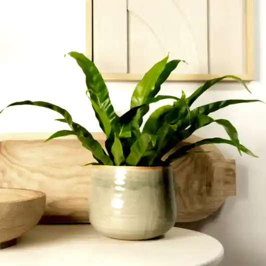Birds Nest Fern | Antiquum | Shade Loving Plants
