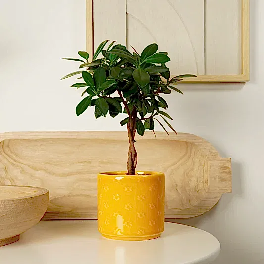 Weeping Fig | Maya Twist | Ficus & Fig Plants