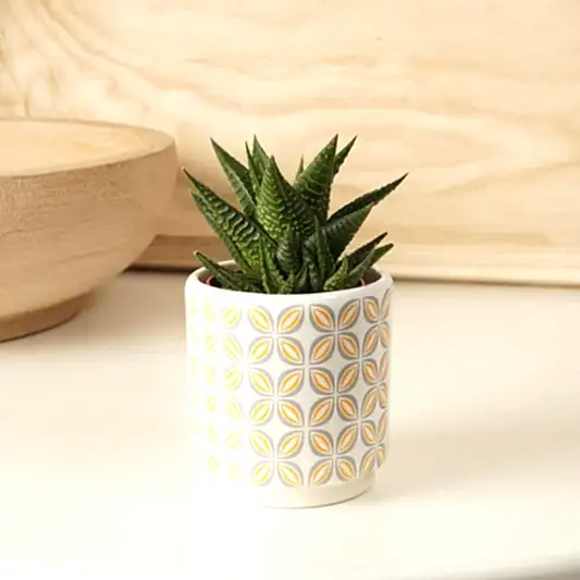 Zebra Cactus | Limafolia | Indoor Cactus Plants