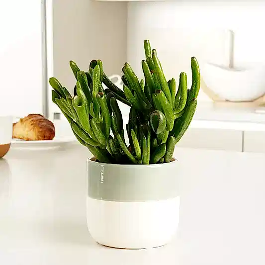 Crassula | Hobbit | Potted Houseplants