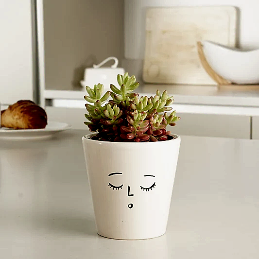 Jelly Bean Plant | Pink | Potted Houseplants