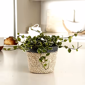 Creeping Fig | White Sunny - Indoor Plant
