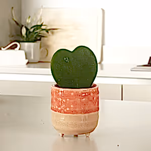 Heart Plant | Kerrii - Indoor Plant