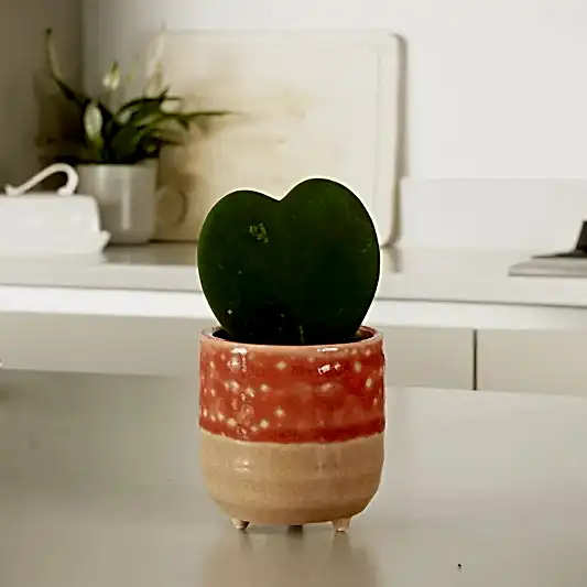 Heart Plant | Kerrii | Climbing & Vine Plants