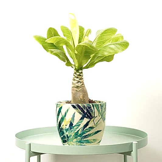 Hawaii Palm | Hard To Find | Trees & Bonsai