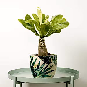 Hawaii Palm | Hard To Find - Indoor Plant