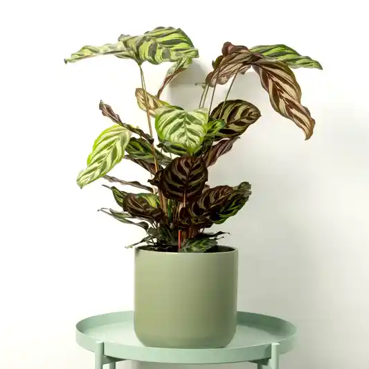 Peacock Plant | Makoyana | Calatheas & Ctenanthe Plants