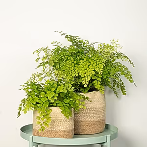 Maidenhair Fern - Indoor Plant