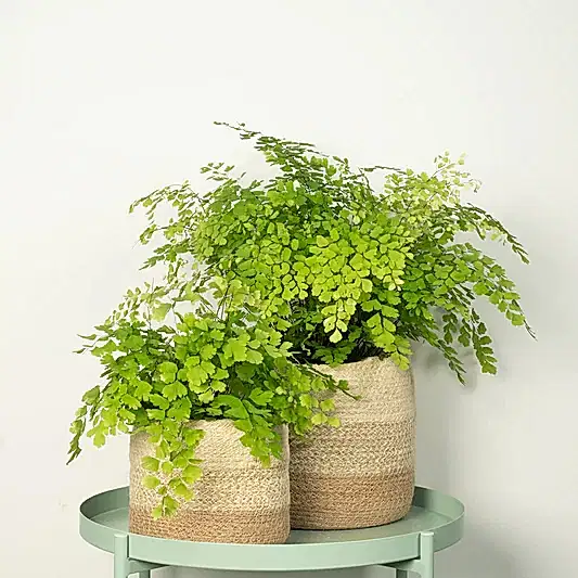 Maidenhair Fern | Shade Loving Plants