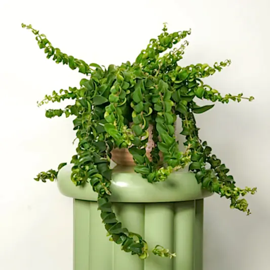 Lipstick Plant | Rasta | Potted Houseplants