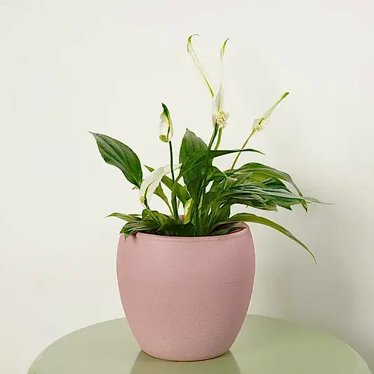 Peace Lily | Bingo Cupido | 