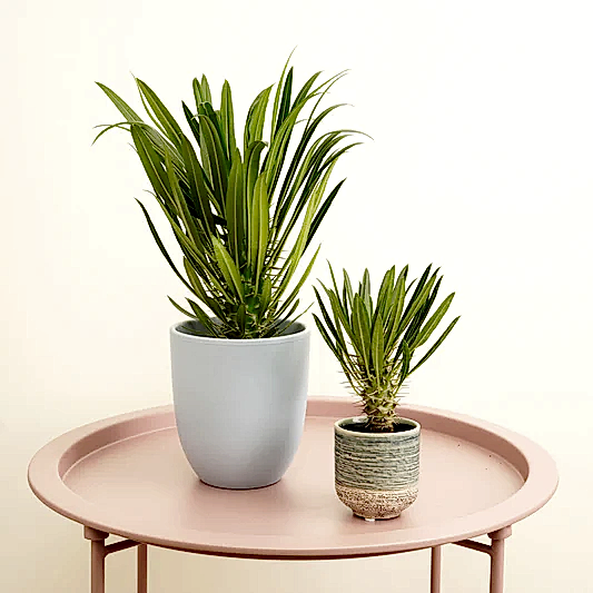 Madagascar Palm | Trees & Bonsai