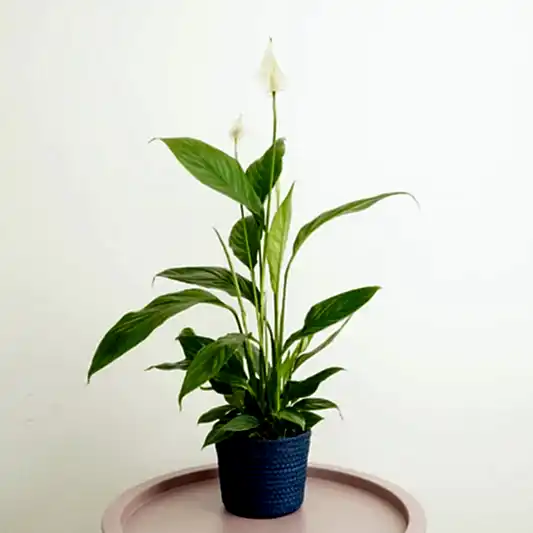 Peace Lily | Alana | 