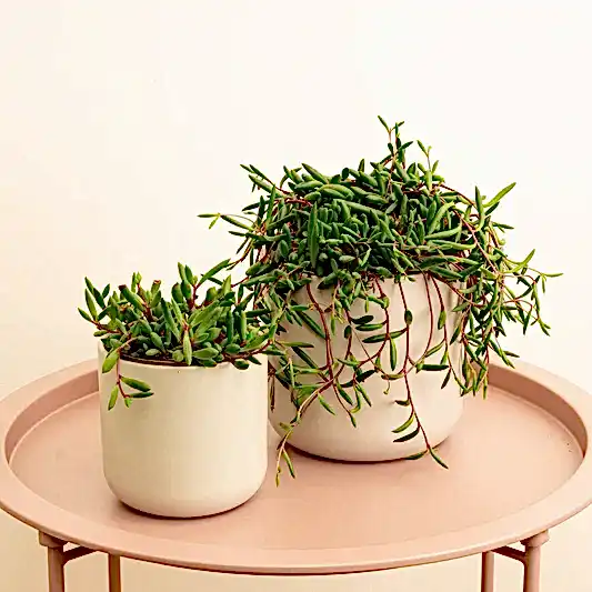 String Of Bananas | Purple Flush | Potted Houseplants