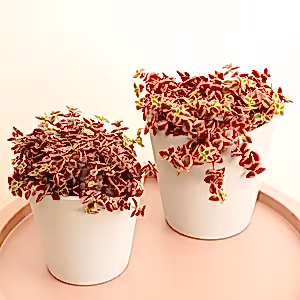 Calico Kitten | Red Albo - Indoor Plant
