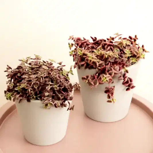 Calico Kitten | Red Albo | Indoor Hanging Plants