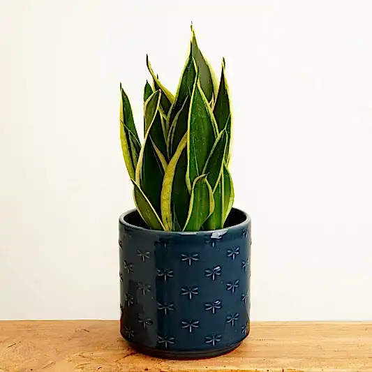 Snake Plant | Black Gold | Snake Plants
